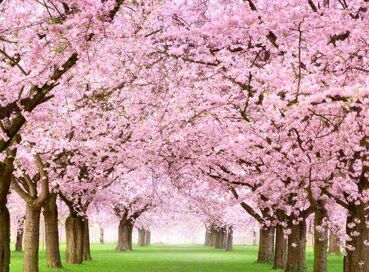 Sakura Dönemi'nde Japonya Turu