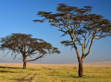 Büyük Göçler Zamanı Kenya ve Zanzibar