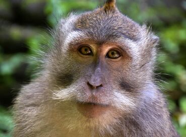 Bali Turu: Ubud’un Büyüsü