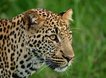 Kenya’da Safari ve Zanzibar’da Okyanus