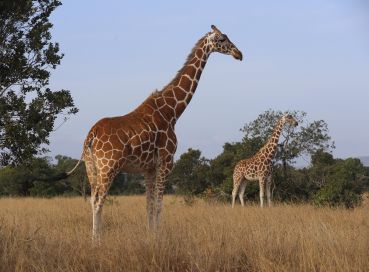 Büyük Göçler Zamanı Kenya ve Zanzibar