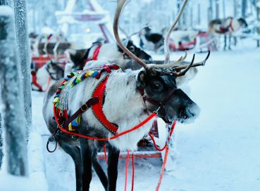 Lapland; Igloo Konaklama ve Buzkıran Turu (1)