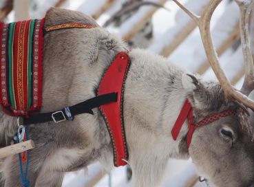 Lapland; Igloo Konaklama ve Buzkıran Turu (1)