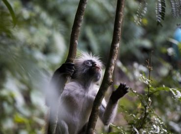 İzmir Çıkışlı Tropikal Cennet Zanzibar & Tanzanya Safari Turu