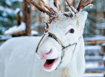 Lapland; Noel Baba'nın Evi ve Buzkıran Gemisi