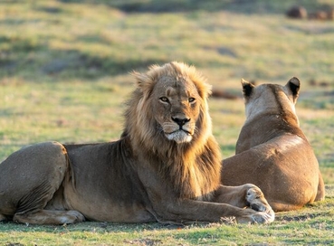 Güney Afrika & Viktoria Şelaleri & Botsvana Safari (1)