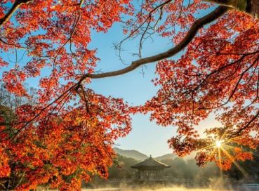 Koyo Zamanı; Japonya (1)