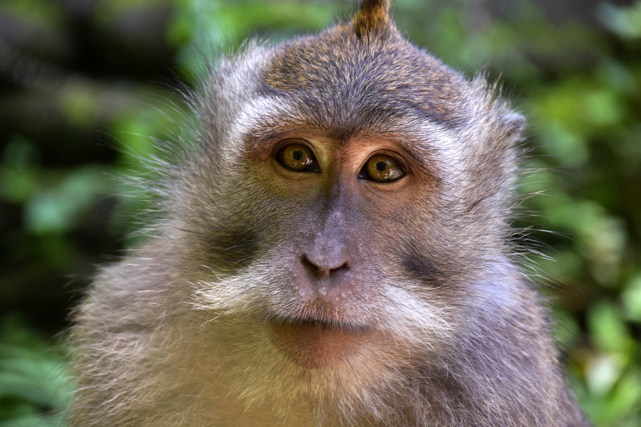 Kuala Lumpur, Ubud, Bali & Singapur