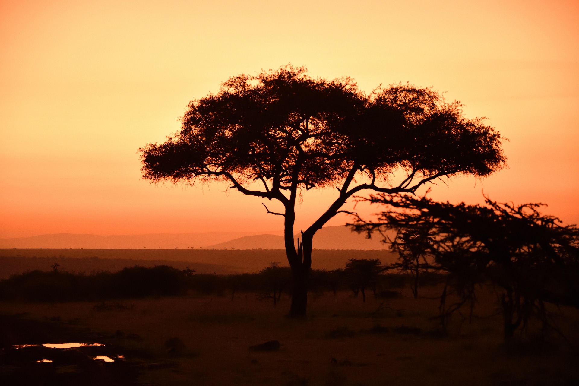 Büyük Göçler Zamanı Kenya'da Safari 