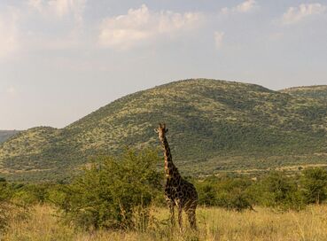 Güney Afrika