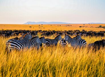 Büyük Göçler Zamanı Kenya'da Safari 