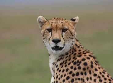Büyük Göçler Zamanı Kenya'da Safari 
