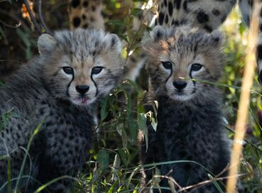 Büyük Göçler Zamanı Kenya'da Safari 