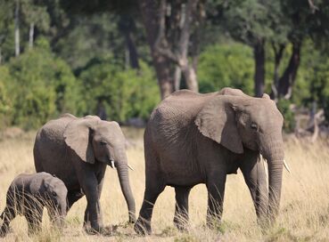 Büyük Göçler Zamanı Kenya'da Safari 
