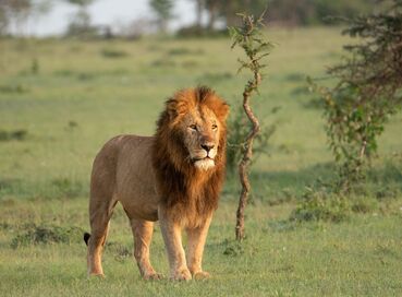 Büyük Göçler Zamanı Kenya'da Safari 