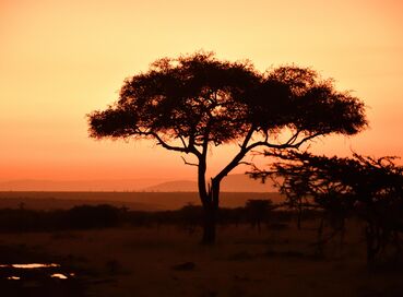 Büyük Göçler Zamanı Kenya'da Safari 